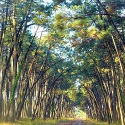 LA-RÉOLE / MONT-DE-MARSAN
