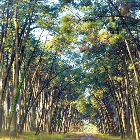 LA-RÉOLE / MONT-DE-MARSAN LA-RÉOLE / MONT-DE-MARSAN