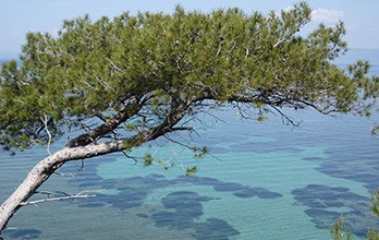 Mediterranean sea